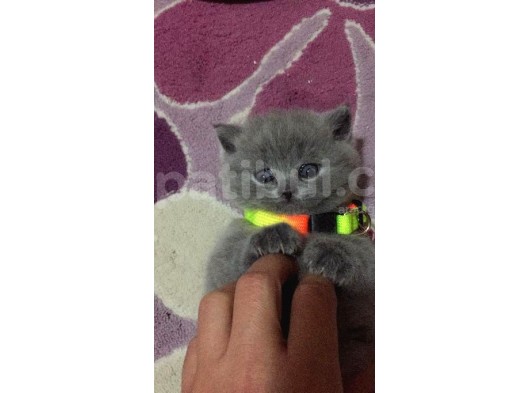 Son Scotish Fold Bebeklerimiz görsel