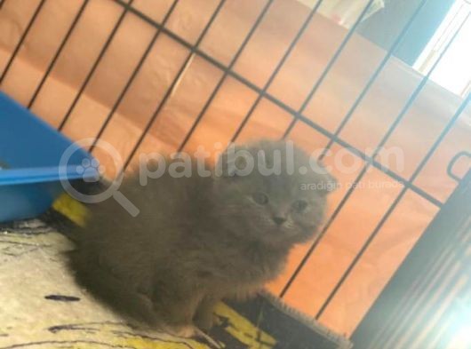 Son Scotish Fold Bebeklerimiz görsel