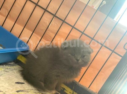Son Scotish Fold Bebeklerimiz görsel