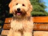 5 Aylık Tüm Aşıları Tamamlanmış Ped Eğitimli Maltipoo Oğlumuz