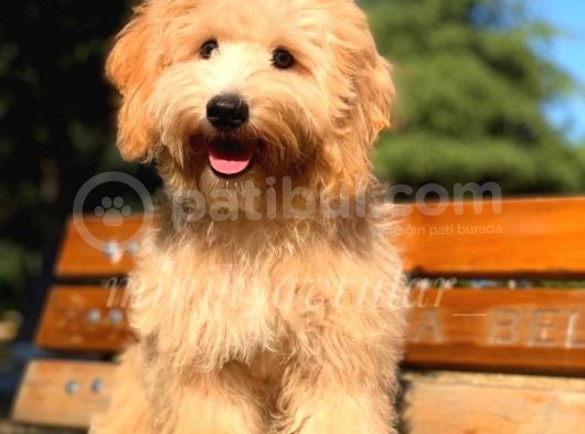 5 Aylık Tüm Aşıları Tamamlanmış Ped Eğitimli Maltipoo Oğlumuz görsel
