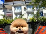Irk Ve Sağlık Garantili Pomeranian Boo Yavrularımız