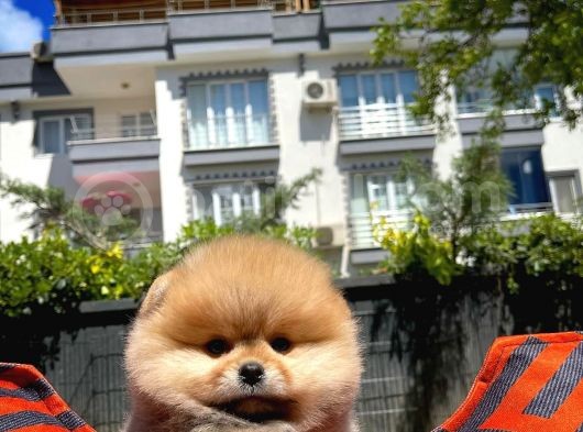 Irk Ve Sağlık Garantili Pomeranian Boo Yavrularımız görsel