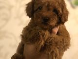 Red Brown Toy Poodle