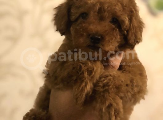 Red Brown Toy Poodle görsel