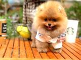 Gülen Surat Pomeranian Boo Oğlumuz Mike