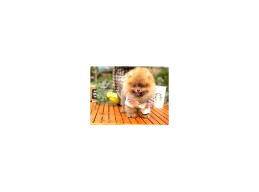Gülen Surat Pomeranian Boo Oğlumuz Mike