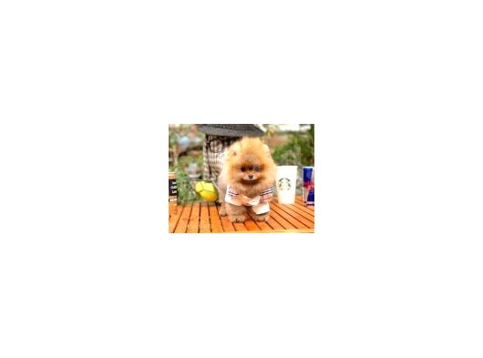 Gülen Surat Pomeranian Boo Oğlumuz Mike görsel