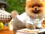Gülen Surat Pomeranian Boo Oğlumuz Mike