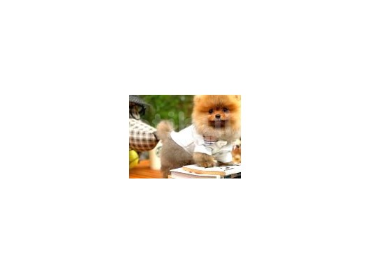 Gülen Surat Pomeranian Boo Oğlumuz Mike görsel