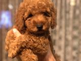Red Brown Toy Poodle