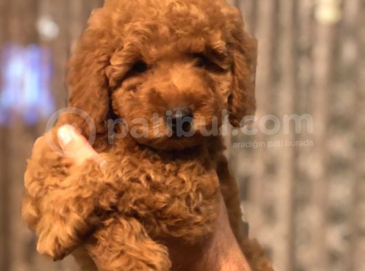 Red Brown Toy Poodle görsel