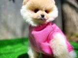 Ayı Surat Pomeranian Boo Yavrularımız