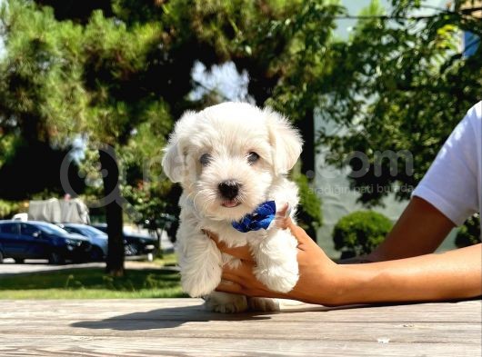 Tatlı Maltese Terrier görsel
