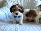 Sevimli Morkie Yavru