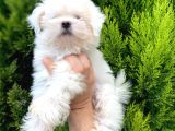 Safkan Maltesse Terrier Arayanlara