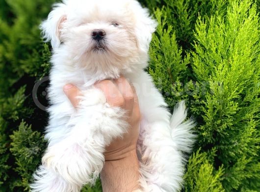 Safkan Maltesse Terrier Arayanlara görsel