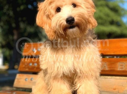 5 Aylık Tüm Aşıları Tamamlanmış Ped Eğitimli Maltipoo Oğlumuz