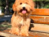 Safkan Maltipoo Oğlumuz Tuvalet Eğitimli