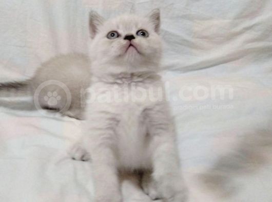 Tatlı Bebeklerimiz Yuvalarını Arıyor görsel