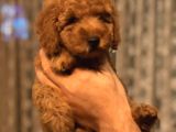 Red Brown Toy Poodle