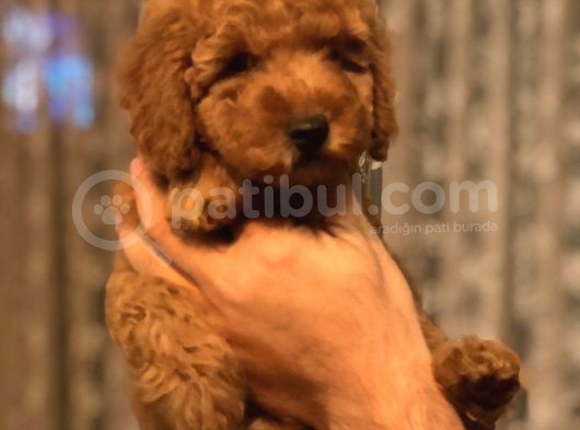Red Brown Toy Poodle görsel