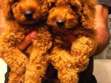 Red Brown Toy Poodle