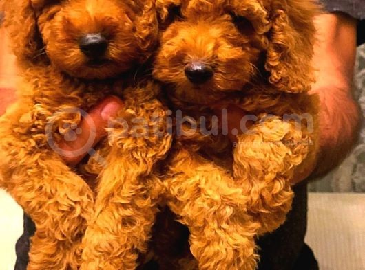 Red Brown Toy Poodle