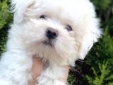 Safkan Maltesse Terrier Arayanlara