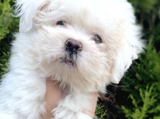 Safkan Maltesse Terrier Arayanlara