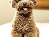 Toy Poodle Redbrown Safkan Orjinal Gerçek Kaliteli Garantili