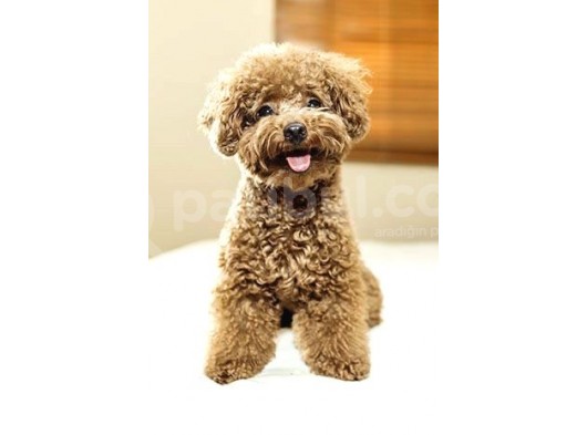 Toy Poodle Redbrown Safkan Orjinal Gerçek Kaliteli Garantili görsel