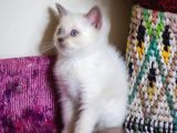 Bursa Point British Shorthair Erkek Yavrularımız