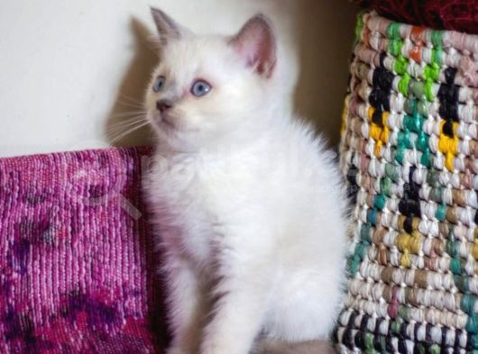 Bursa Point British Shorthair Erkek Yavrularımız görsel