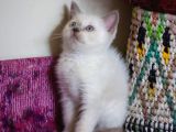 Bursa Point British Shorthair Erkek Yavrularımız