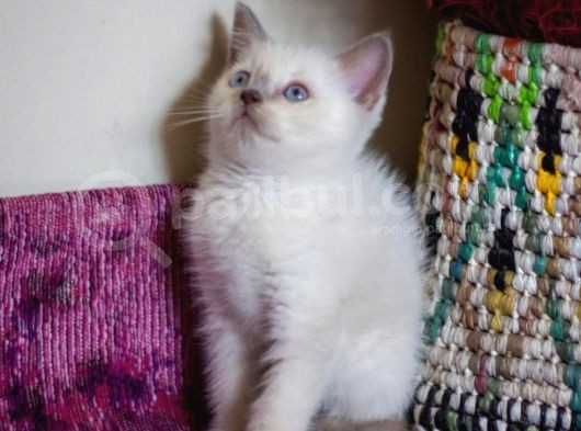 Bursa Point British Shorthair Erkek Yavrularımız görsel