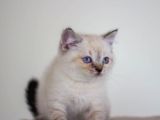 Bursa Point British Shorthair Erkek Yavrularımız