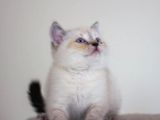 Bursa Point British Shorthair Erkek Yavrularımız