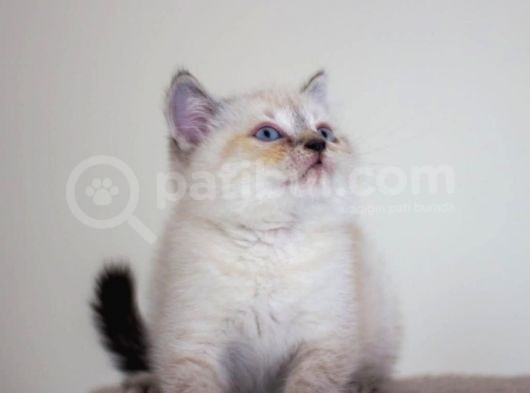 Bursa Point British Shorthair Erkek Yavrularımız görsel
