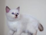Bursa Point British Shorthair Erkek Yavrularımız