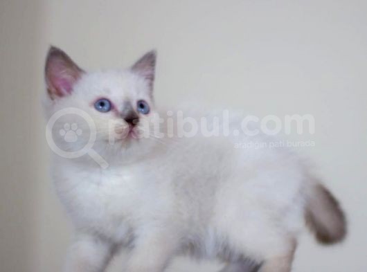 Bursa Point British Shorthair Erkek Yavrularımız görsel