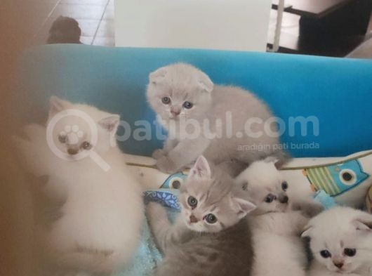 Sağlıklı Yavrular görsel