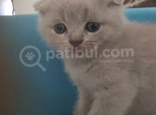 Sağlıklı Yavrular görsel