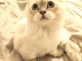 Silver Blue Point Aşıları Var