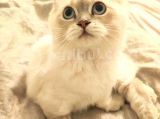 Silver Blue Point Aşıları Var görsel