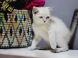 Bursa Point British Shorthair Erkek Yavrularımız