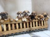 İngiliz Bulldog Yavrularımız