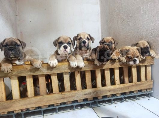 İngiliz Bulldog Yavrularımız