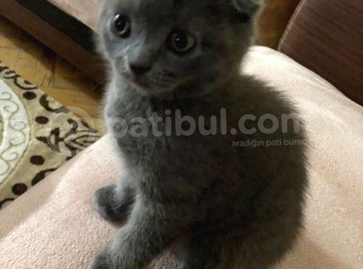 Orjinal Irk 2 Aylık Scotish Yavrularımız görsel