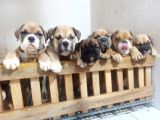 İngiliz Bulldog Yavrularımız